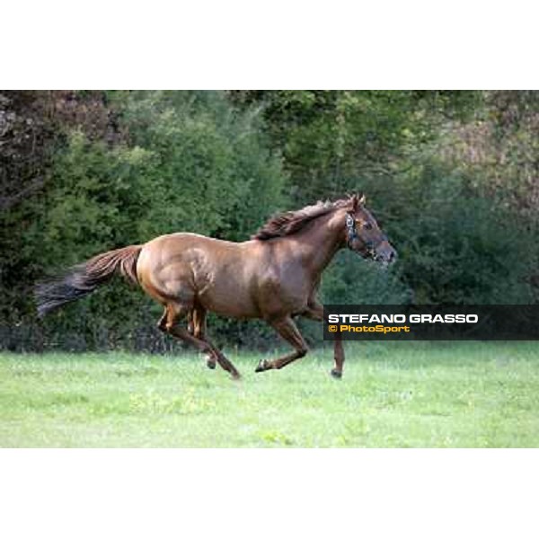 St. Paul House pictured at I Mandorl Stud farm Cedri di Peccioli (SI), 18th oct. 2009 ph.Stefano Grasso