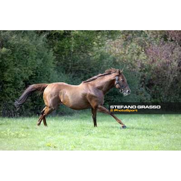 St. Paul House pictured at I Mandorl Stud farm Cedri di Peccioli (SI), 18th oct. 2009 ph.Stefano Grasso