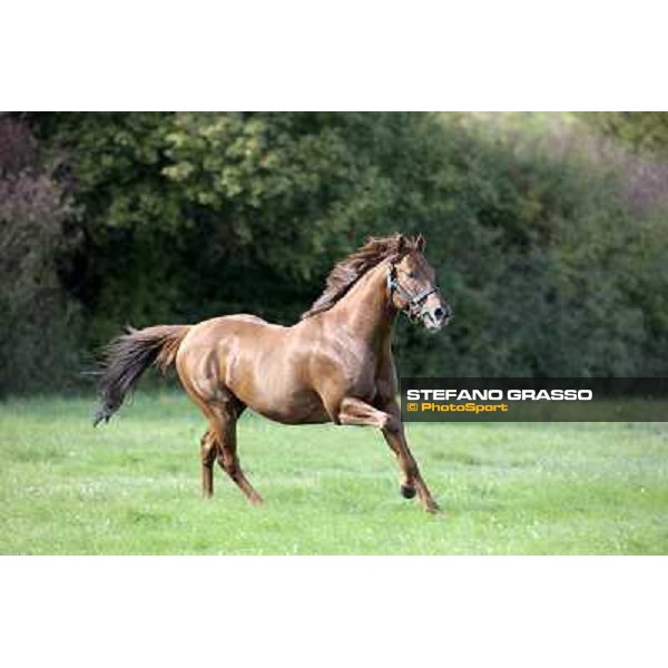 St. Paul House pictured at I Mandorl Stud farm Cedri di Peccioli (SI), 18th oct. 2009 ph.Stefano Grasso