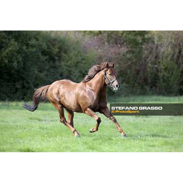 St. Paul House pictured at I Mandorl Stud farm Cedri di Peccioli (SI), 18th oct. 2009 ph.Stefano Grasso