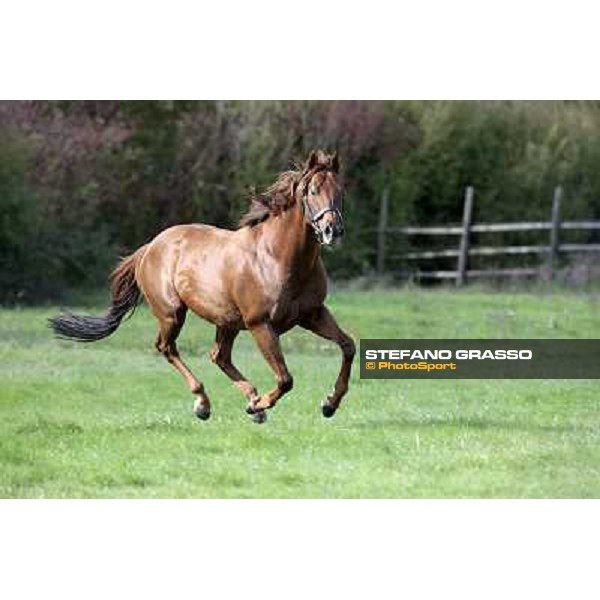 St. Paul House pictured at I Mandorl Stud farm Cedri di Peccioli (SI), 18th oct. 2009 ph.Stefano Grasso