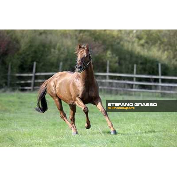 St. Paul House pictured at I Mandorl Stud farm Cedri di Peccioli (SI), 18th oct. 2009 ph.Stefano Grasso