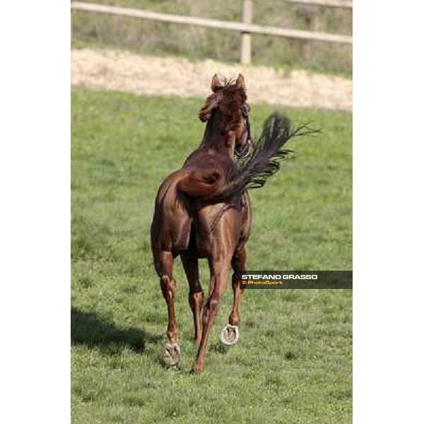 St. Paul House pictured at I Mandorl Stud farm Cedri di Peccioli (SI), 18th oct. 2009 ph.Stefano Grasso