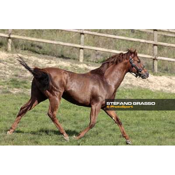 St. Paul House pictured at I Mandorl Stud farm Cedri di Peccioli (SI), 18th oct. 2009 ph.Stefano Grasso