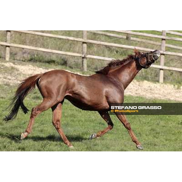 St. Paul House pictured at I Mandorl Stud farm Cedri di Peccioli (SI), 18th oct. 2009 ph.Stefano Grasso