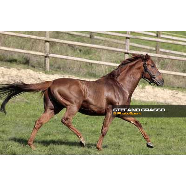 St. Paul House pictured at I Mandorl Stud farm Cedri di Peccioli (SI), 18th oct. 2009 ph.Stefano Grasso