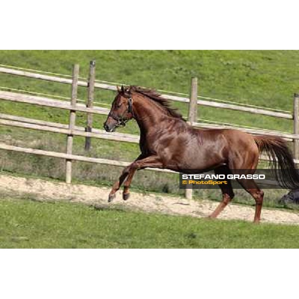 St. Paul House pictured at I Mandorl Stud farm Cedri di Peccioli (SI), 18th oct. 2009 ph.Stefano Grasso
