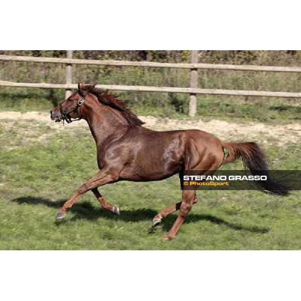 St. Paul House pictured at I Mandorl Stud farm Cedri di Peccioli (SI), 18th oct. 2009 ph.Stefano Grasso