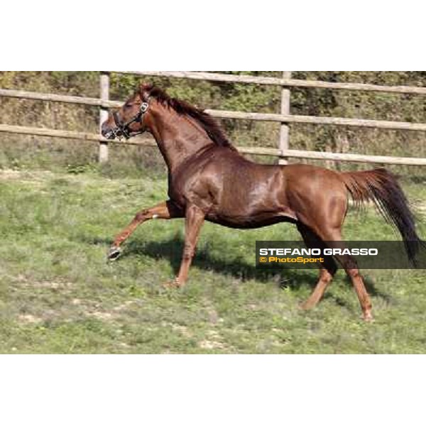 St. Paul House pictured at I Mandorl Stud farm Cedri di Peccioli (SI), 18th oct. 2009 ph.Stefano Grasso