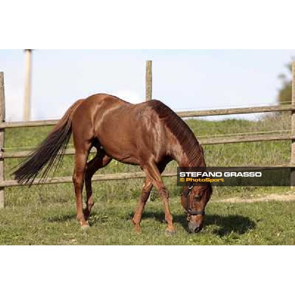 St. Paul House pictured at I Mandorl Stud farm Cedri di Peccioli (SI), 18th oct. 2009 ph.Stefano Grasso