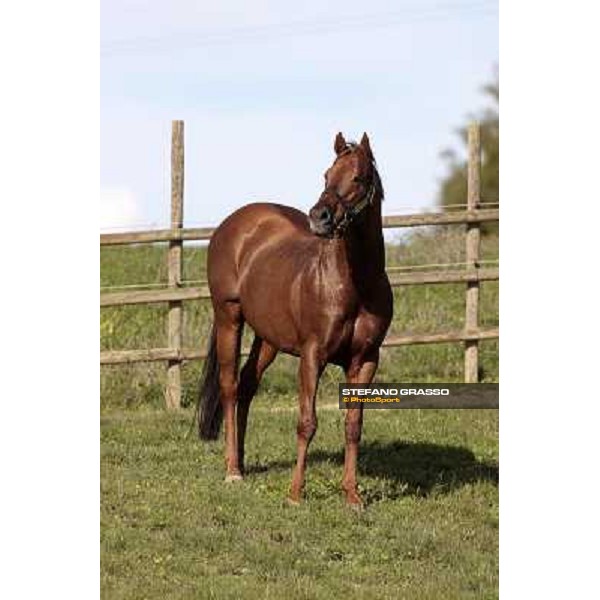 St. Paul House pictured at I Mandorl Stud farm Cedri di Peccioli (SI), 18th oct. 2009 ph.Stefano Grasso