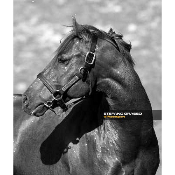 St. Paul House pictured at I Mandorl Stud farm Cedri di Peccioli (SI), 18th oct. 2009 ph.Stefano Grasso