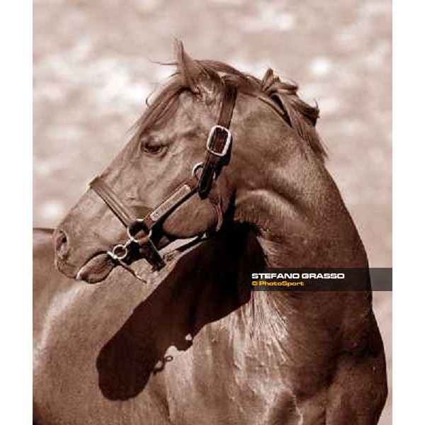 St. Paul House pictured at I Mandorl Stud farm Cedri di Peccioli (SI), 18th oct. 2009 ph.Stefano Grasso