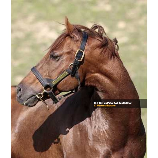 St. Paul House pictured at I Mandorl Stud farm Cedri di Peccioli (SI), 18th oct. 2009 ph.Stefano Grasso