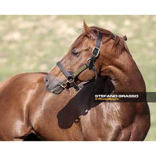 St. Paul House pictured at I Mandorl Stud farm Cedri di Peccioli (SI), 18th oct. 2009 ph.Stefano Grasso