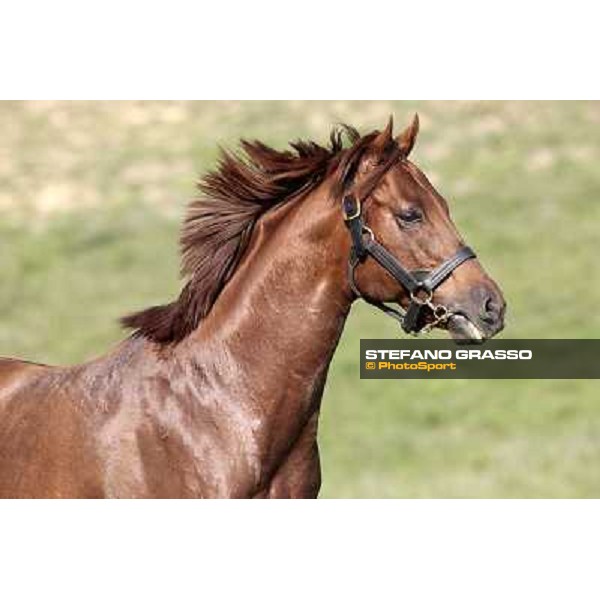 St. Paul House pictured at I Mandorl Stud farm Cedri di Peccioli (SI), 18th oct. 2009 ph.Stefano Grasso