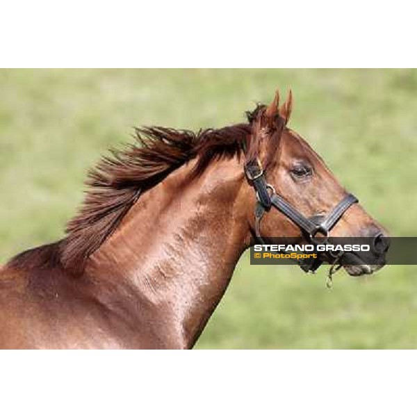 St. Paul House pictured at I Mandorl Stud farm Cedri di Peccioli (SI), 18th oct. 2009 ph.Stefano Grasso