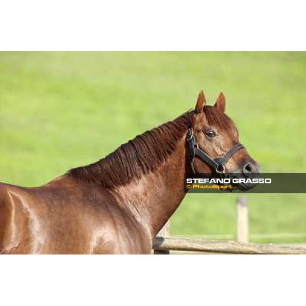 St. Paul House pictured at I Mandorl Stud farm Cedri di Peccioli (SI), 18th oct. 2009 ph.Stefano Grasso