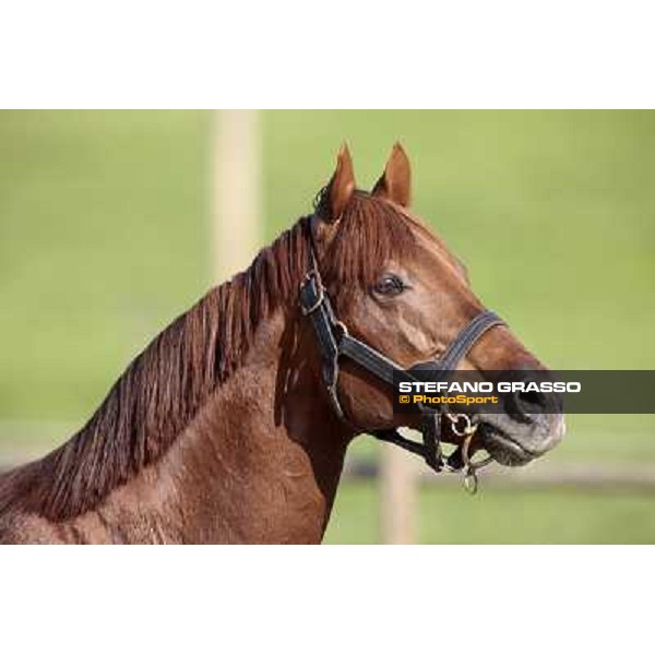 St. Paul House pictured at I Mandorl Stud farm Cedri di Peccioli (SI), 18th oct. 2009 ph.Stefano Grasso