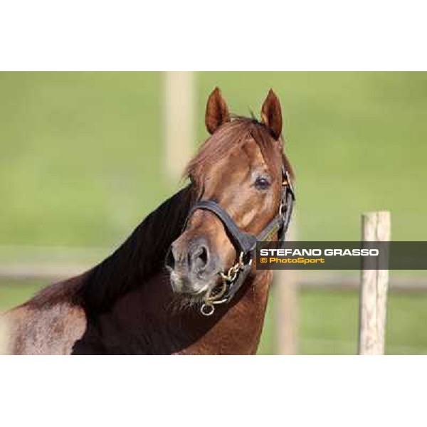 St. Paul House pictured at I Mandorl Stud farm Cedri di Peccioli (SI), 18th oct. 2009 ph.Stefano Grasso