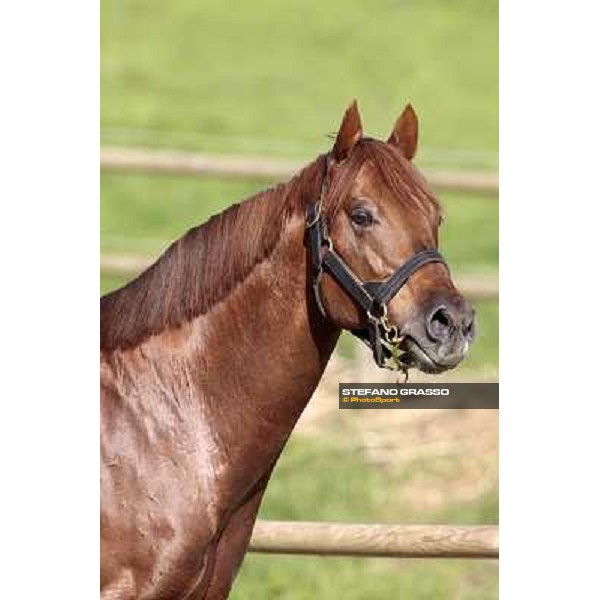 St. Paul House pictured at I Mandorl Stud farm Cedri di Peccioli (SI), 18th oct. 2009 ph.Stefano Grasso
