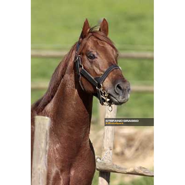 St. Paul House pictured at I Mandorl Stud farm Cedri di Peccioli (SI), 18th oct. 2009 ph.Stefano Grasso