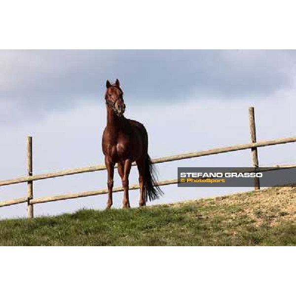 St. Paul House pictured at I Mandorl Stud farm Cedri di Peccioli (SI), 18th oct. 2009 ph.Stefano Grasso