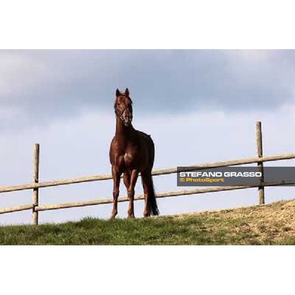 St. Paul House pictured at I Mandorl Stud farm Cedri di Peccioli (SI), 18th oct. 2009 ph.Stefano Grasso