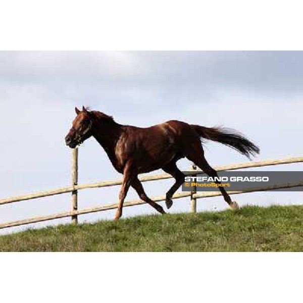 St. Paul House pictured at I Mandorl Stud farm Cedri di Peccioli (SI), 18th oct. 2009 ph.Stefano Grasso