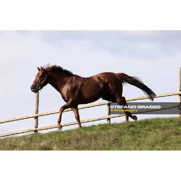 St. Paul House pictured at I Mandorl Stud farm Cedri di Peccioli (SI), 18th oct. 2009 ph.Stefano Grasso