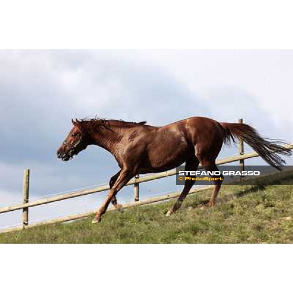 St. Paul House pictured at I Mandorl Stud farm Cedri di Peccioli (SI), 18th oct. 2009 ph.Stefano Grasso
