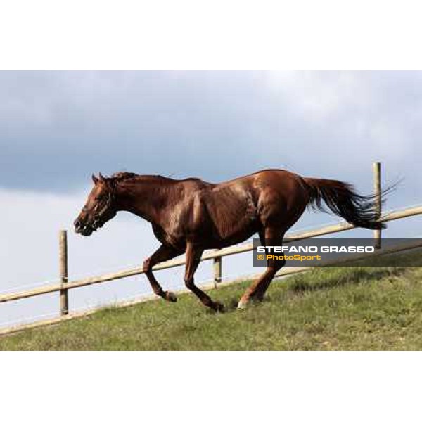 St. Paul House pictured at I Mandorl Stud farm Cedri di Peccioli (SI), 18th oct. 2009 ph.Stefano Grasso