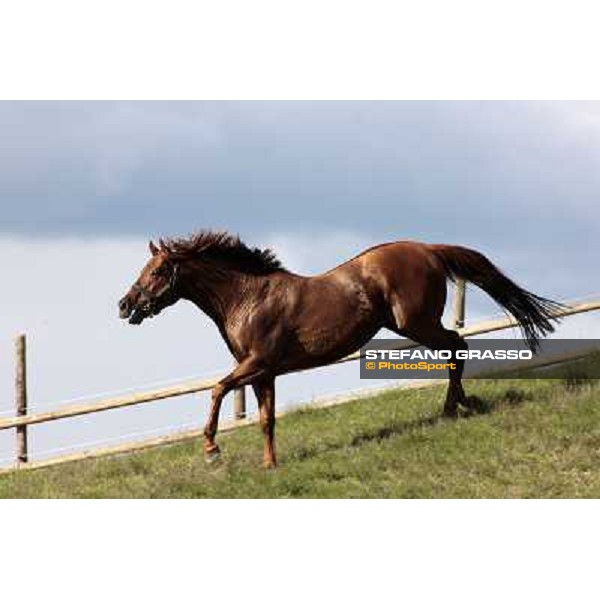 St. Paul House pictured at I Mandorl Stud farm Cedri di Peccioli (SI), 18th oct. 2009 ph.Stefano Grasso