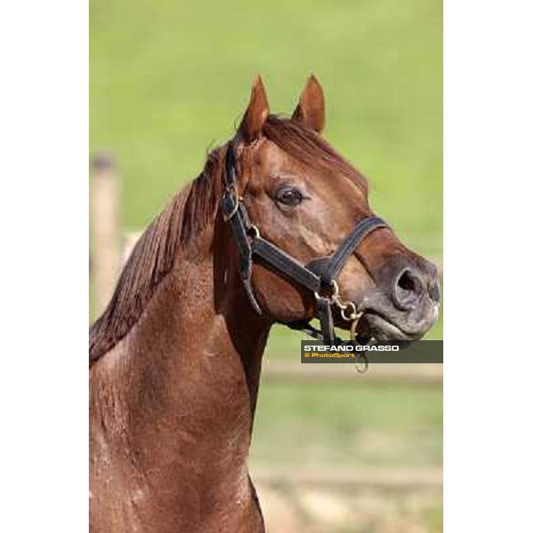 St. Paul House pictured at I Mandorl Stud farm Cedri di Peccioli (SI), 18th oct. 2009 ph.Stefano Grasso