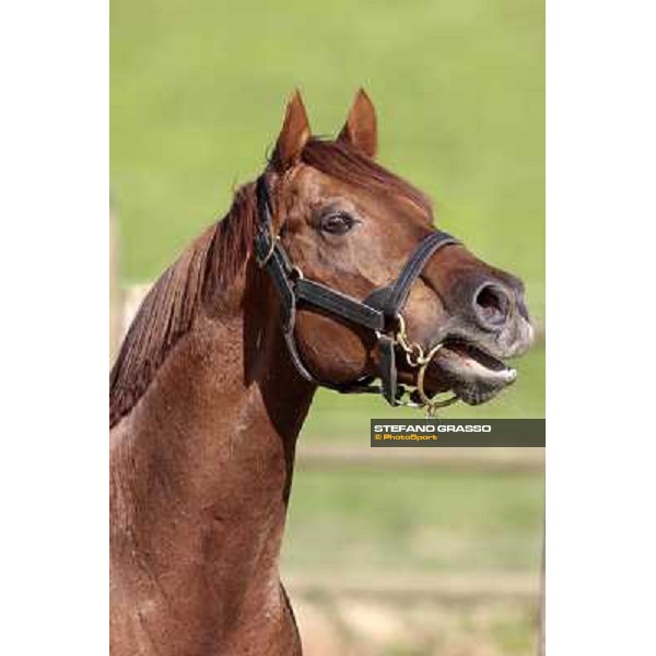 St. Paul House pictured at I Mandorl Stud farm Cedri di Peccioli (SI), 18th oct. 2009 ph.Stefano Grasso