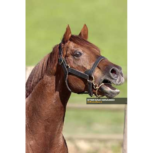 St. Paul House pictured at I Mandorl Stud farm Cedri di Peccioli (SI), 18th oct. 2009 ph.Stefano Grasso