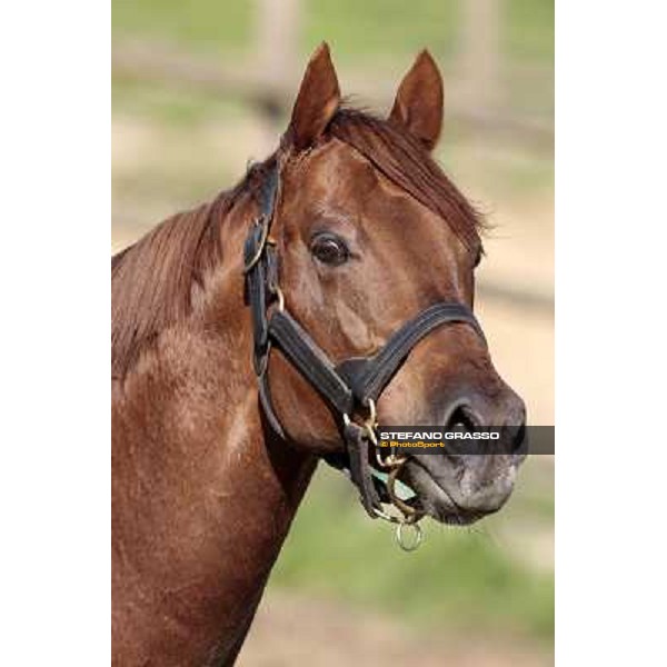 St. Paul House pictured at I Mandorl Stud farm Cedri di Peccioli (SI), 18th oct. 2009 ph.Stefano Grasso