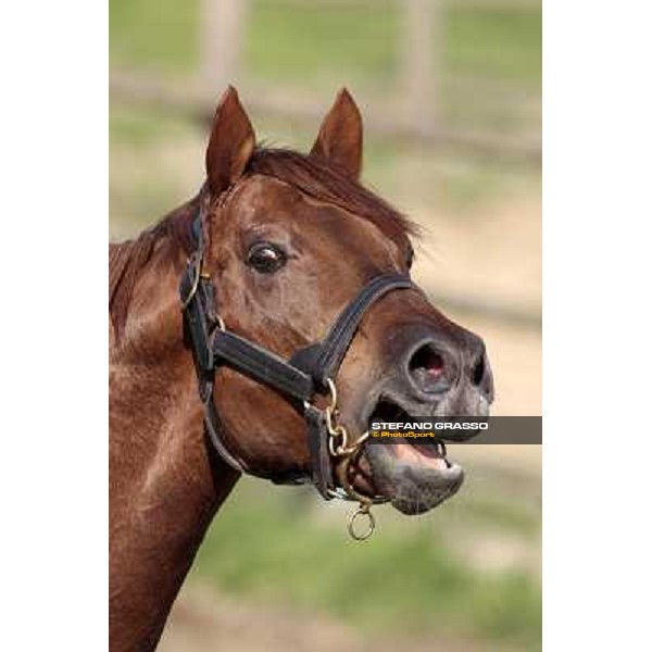 St. Paul House pictured at I Mandorl Stud farm Cedri di Peccioli (SI), 18th oct. 2009 ph.Stefano Grasso