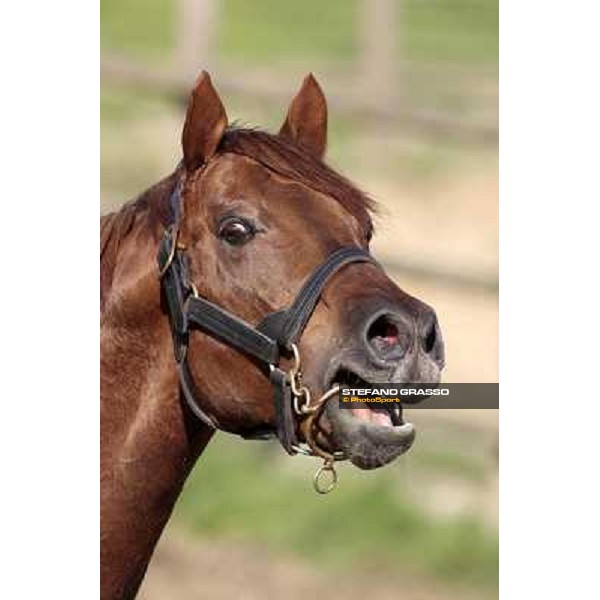 St. Paul House pictured at I Mandorl Stud farm Cedri di Peccioli (SI), 18th oct. 2009 ph.Stefano Grasso