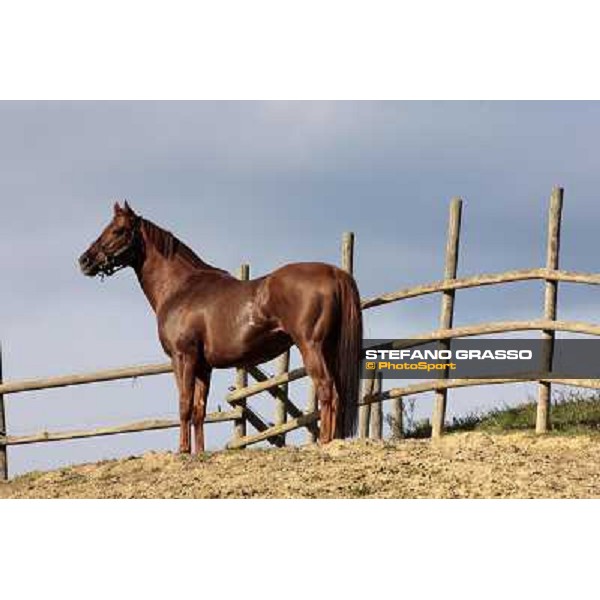 St. Paul House pictured at I Mandorl Stud farm Cedri di Peccioli (SI), 18th oct. 2009 ph.Stefano Grasso