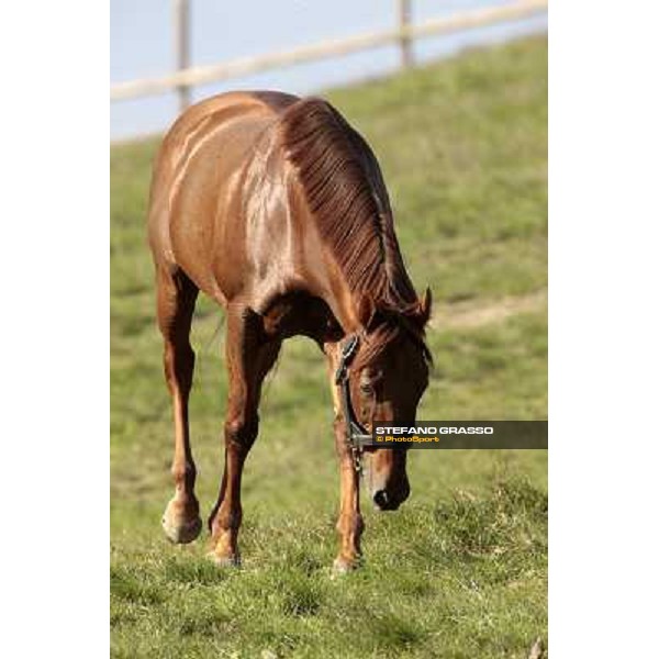 St. Paul House pictured at I Mandorl Stud farm Cedri di Peccioli (SI), 18th oct. 2009 ph.Stefano Grasso