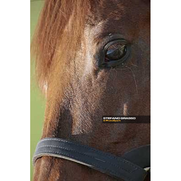a very close up for St. Paul House pictured at I Mandorl Stud farm Cedri di Peccioli (SI), 18th oct. 2009 ph.Stefano Grasso