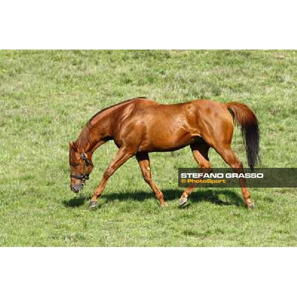 St. Paul House pictured at I Mandorl Stud farm Cedri di Peccioli (SI), 18th oct. 2009 ph.Stefano Grasso