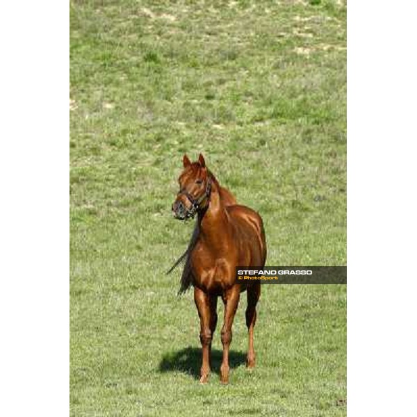 St. Paul House pictured at I Mandorl Stud farm Cedri di Peccioli (SI), 18th oct. 2009 ph.Stefano Grasso