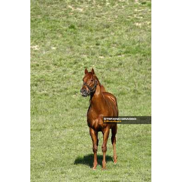 St. Paul House pictured at I Mandorl Stud farm Cedri di Peccioli (SI), 18th oct. 2009 ph.Stefano Grasso