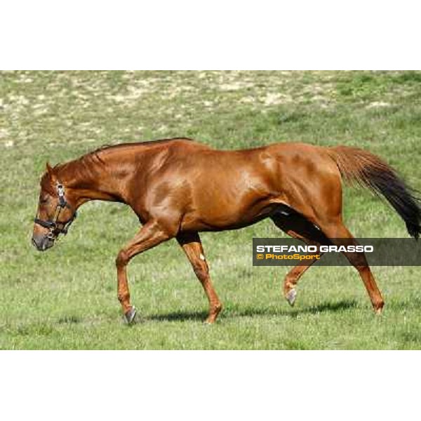 St. Paul House pictured at I Mandorl Stud farm Cedri di Peccioli (SI), 18th oct. 2009 ph.Stefano Grasso
