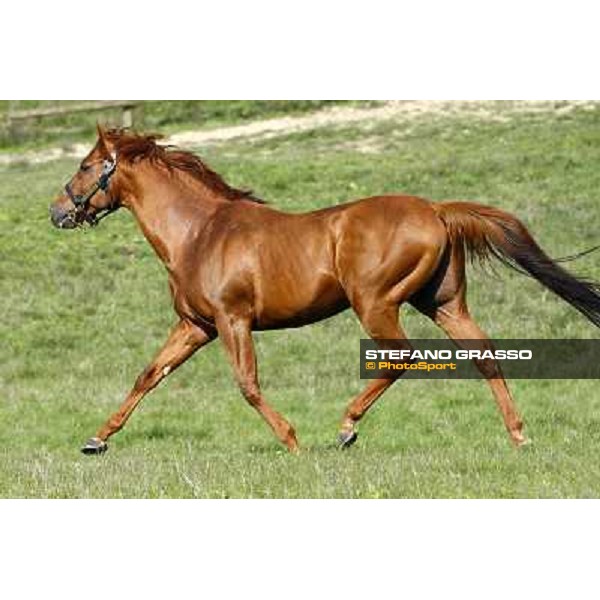 St. Paul House pictured at I Mandorl Stud farm Cedri di Peccioli (SI), 18th oct. 2009 ph.Stefano Grasso