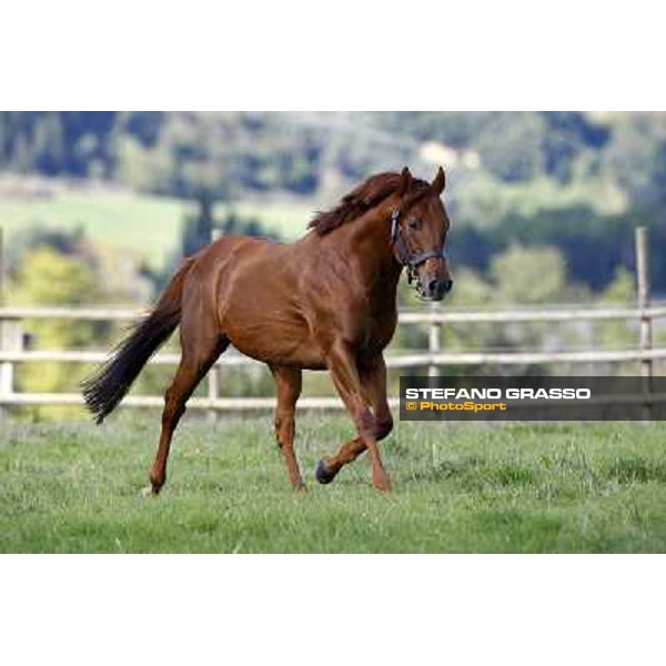 St. Paul House pictured at I Mandorl Stud farm Cedri di Peccioli (SI), 18th oct. 2009 ph.Stefano Grasso
