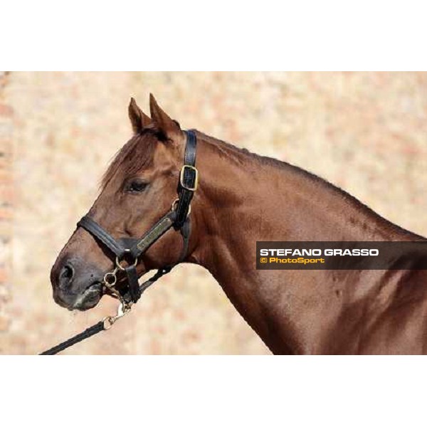 St. Paul House pictured at I Mandorl Stud farm Cedri di Peccioli (SI), 18th oct. 2009 ph.Stefano Grasso