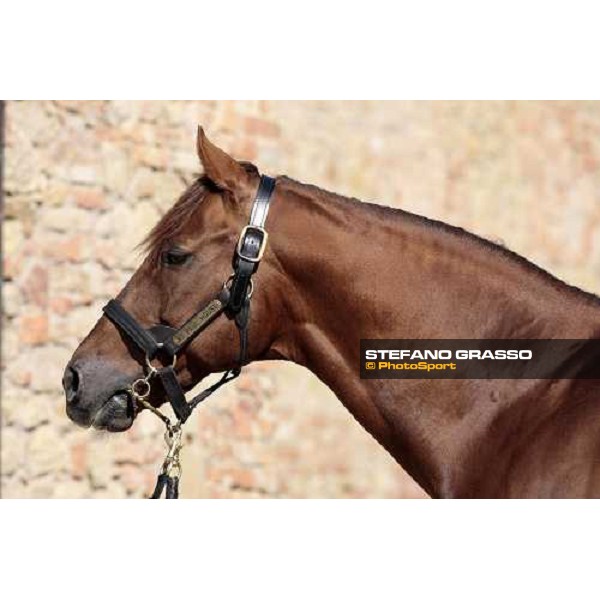 St. Paul House pictured at I Mandorl Stud farm Cedri di Peccioli (SI), 18th oct. 2009 ph.Stefano Grasso